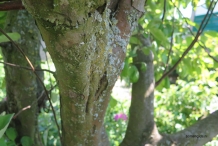 Quince-trunk