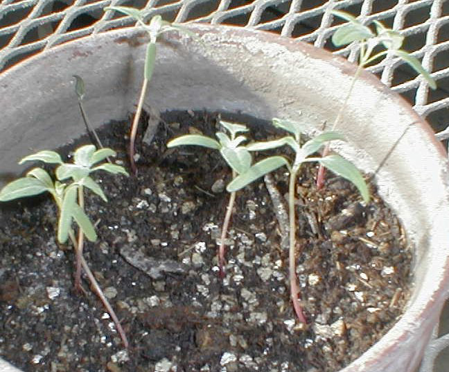 Seedlings-of-Quinoa