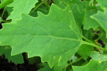 Leaves-of-Quinoa