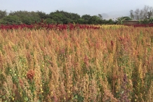 Quinoa-farm