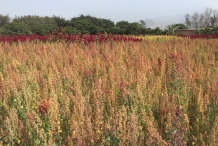 Quinoa-farm