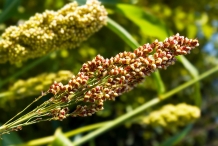 Quinoa-in-the-plant
