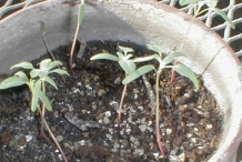 Seedlings-of-Quinoa