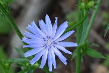 Close-up-flower-of-Radicchio