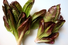 Leaves-of-Radicchio-plant