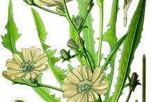 Plant-illustration-of-Radicchio
