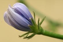 Radicchio-flower-bud