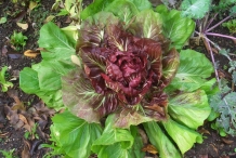 Radicchio-plant