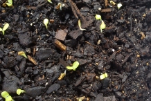 Radicchio-seedlings