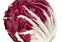 Radicchio