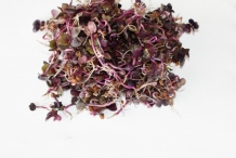 Radish-sprouts-2