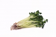 Radish-sprouts-3