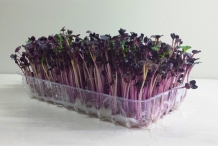 Radish-sprouts-4