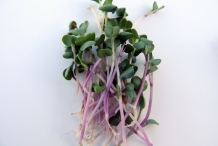 Radish-sprouts-5