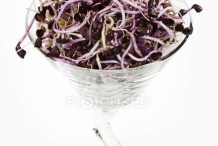 Radish-sprouts-6