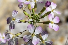 Close-up-flower-of-Radish