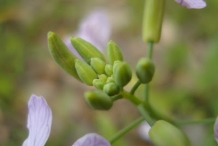 Flower-bud-of-Radish