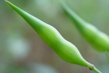 Fruit-of-Radish