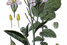 Illustration-of-Radish-plant