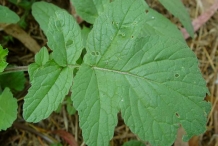 Leaves-of-Radish