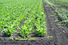 Radish-farm