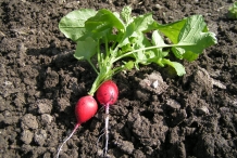 Radish-plant