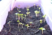 Sprouts-of-Radish