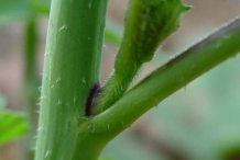 Stem-of-Radish