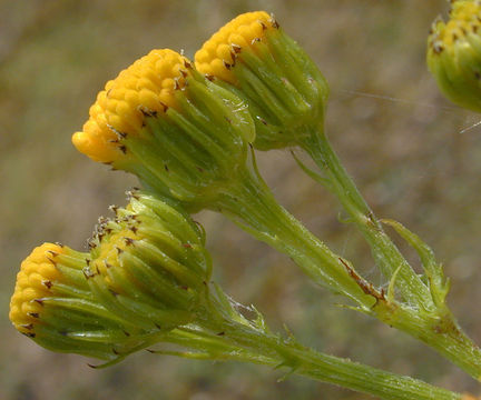Flowering-buds-of-Ragwort-plant