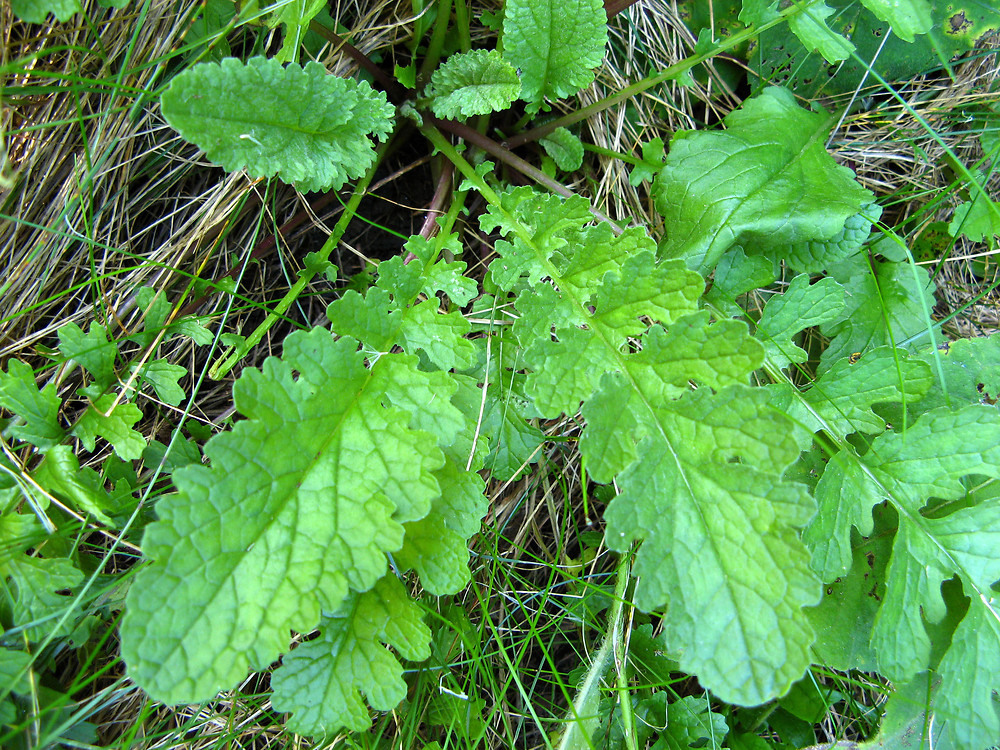Leaves-of-Ragwort-plant