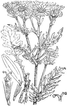 Sketch-of-Ragwort-plant