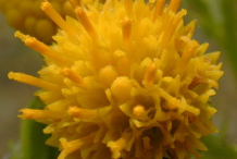 Closer-view-of-Flower