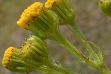 Flowering-buds-of-Ragwort-plant