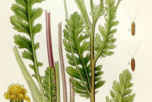 Illustration-of-Ragwort-plant