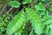 Leaves-of-Ragwort-plant