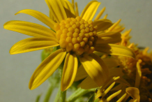 Ragwort-Flower
