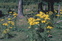 Ragwort-plant-Growing-Wild