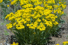 Ragwort-plant
