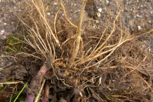 Root-of-Ragwort-Plant