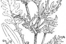 Sketch-of-Ragwort-plant