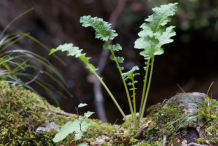Small-Ragwort-Plant