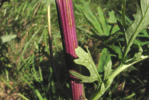 Stem-of-Ragwort-plant