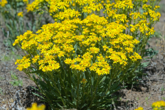 Ragwort-plant