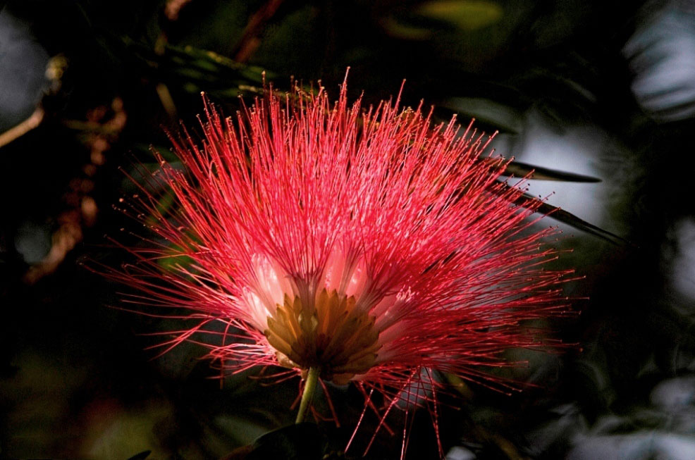 Closer-view-of-flower-of-Rain-Tree