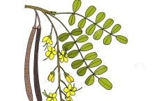 Plant-Illustration-of-Rain-Tree