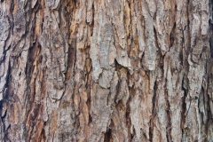 Bark-of-Rain-Tree