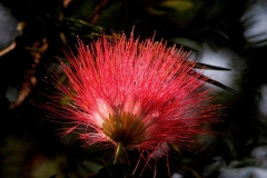 Closer-view-of-flower-of-Rain-Tree