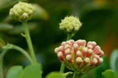 Flower-buds-of-Rain-Tree