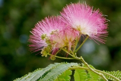 Flowers-of-Rain-Tree