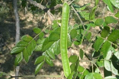 Immature-fruit-of-Rain-Tree